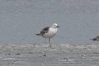 Great Black-backed Gull - ML423659001