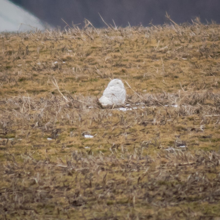 Snowy Owl - ML423660711