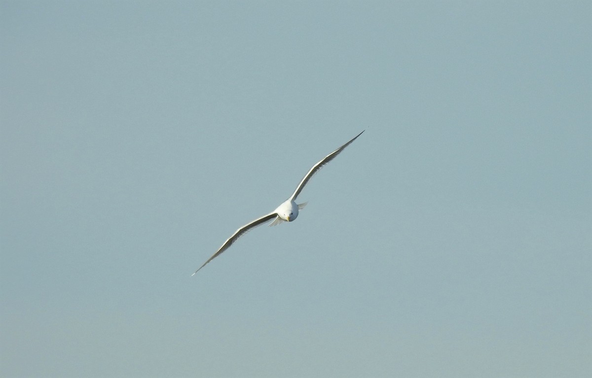 Glaucous-winged Gull - ML423660811