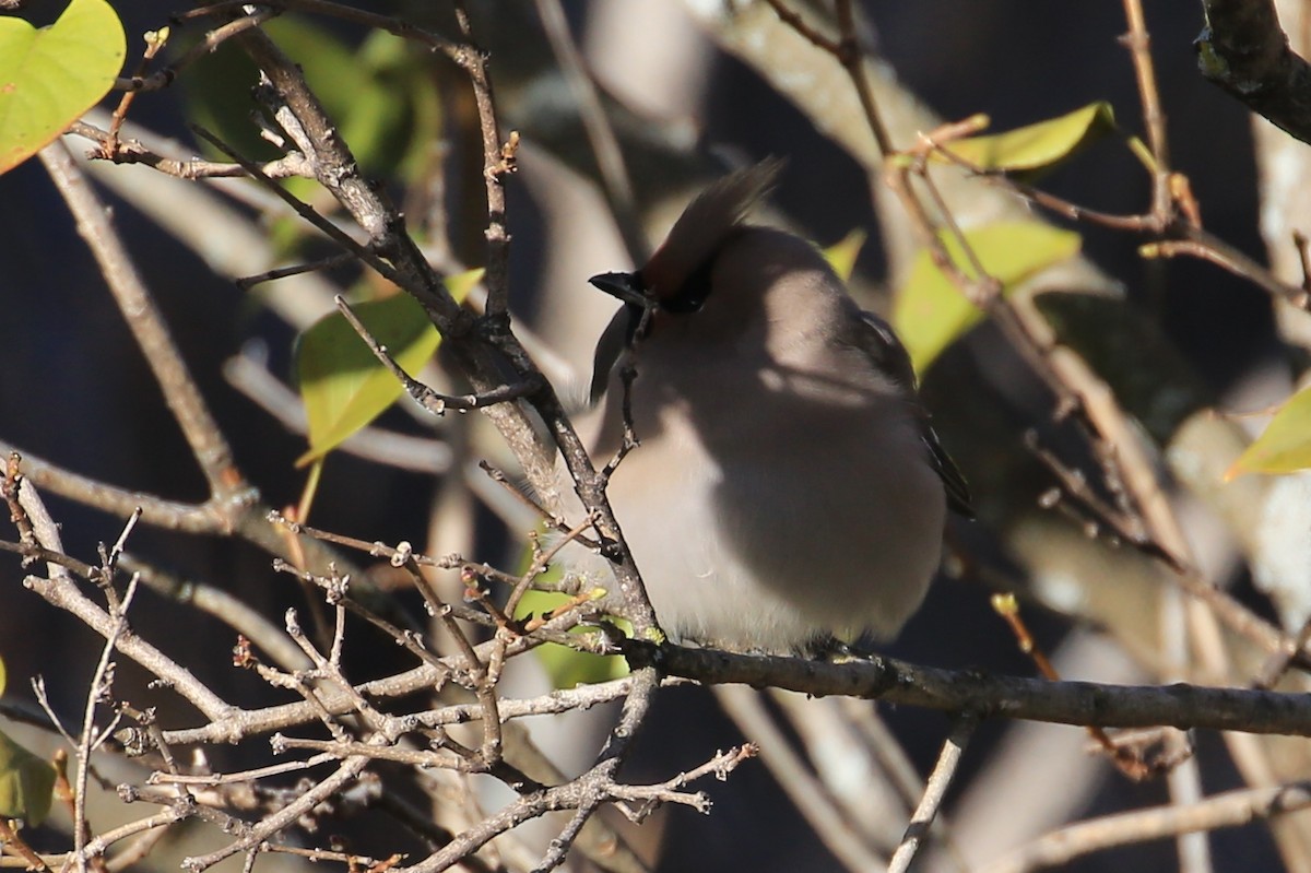 Bohemian Waxwing - ML423662011