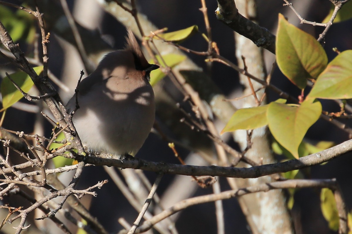 Bohemian Waxwing - ML423662101