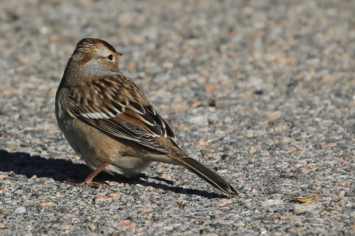 White-crowned Sparrow (leucophrys) - Tim Lenz