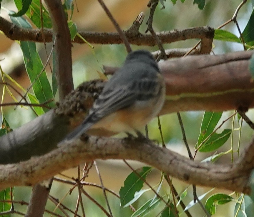 Rufous Whistler - ML423662431