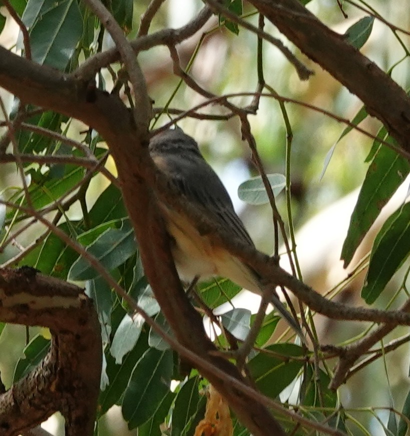 Rufous Whistler - ML423662441