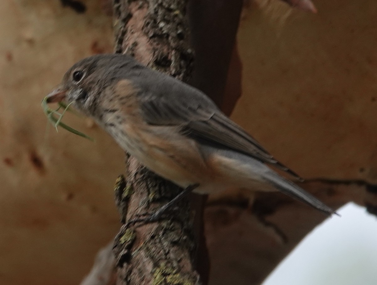 Rufous Whistler - ML423662451