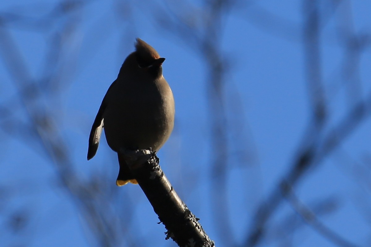 Bohemian Waxwing - Tim Lenz