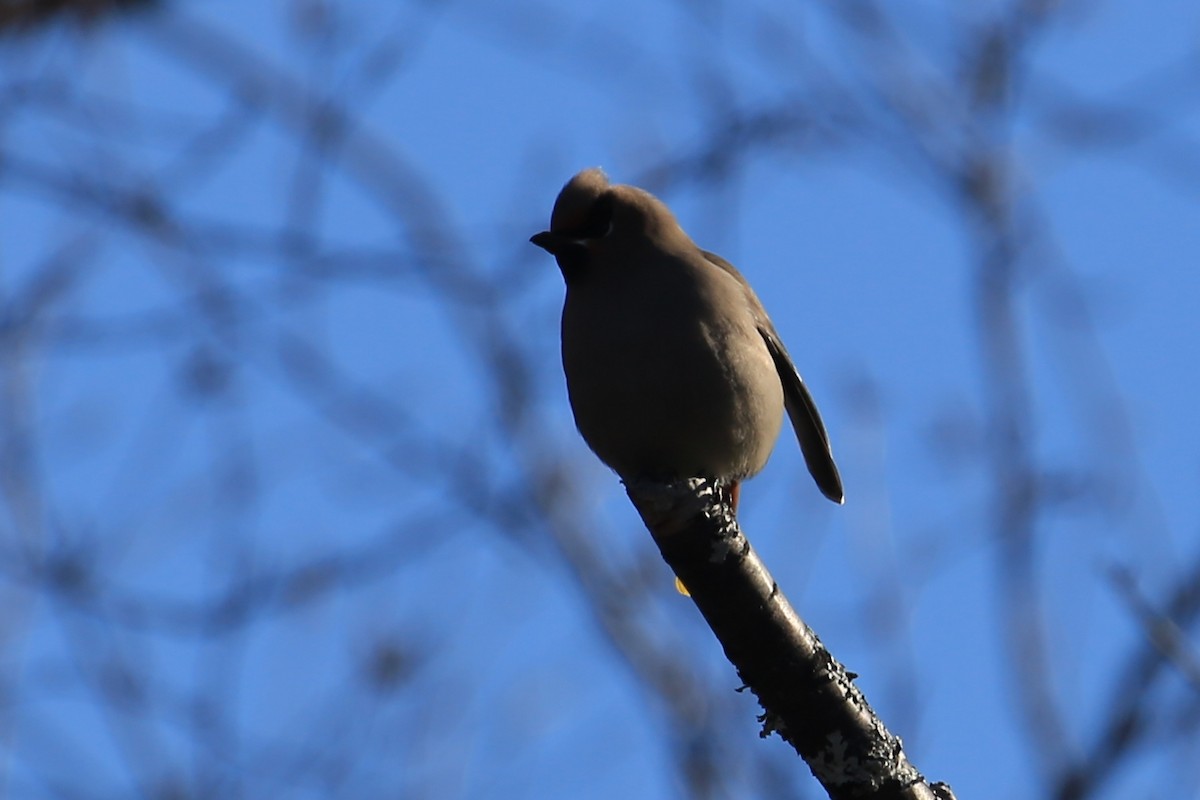 Bohemian Waxwing - ML423662521