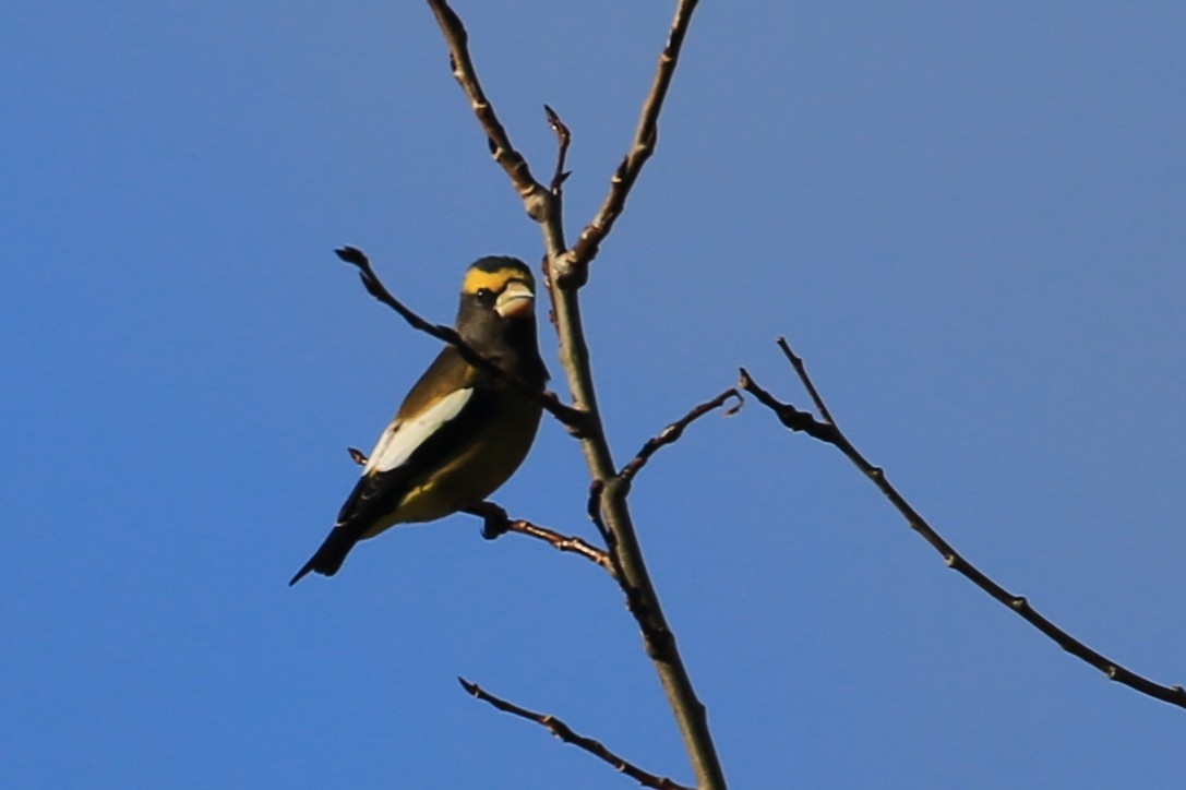 Evening Grosbeak - ML423662611