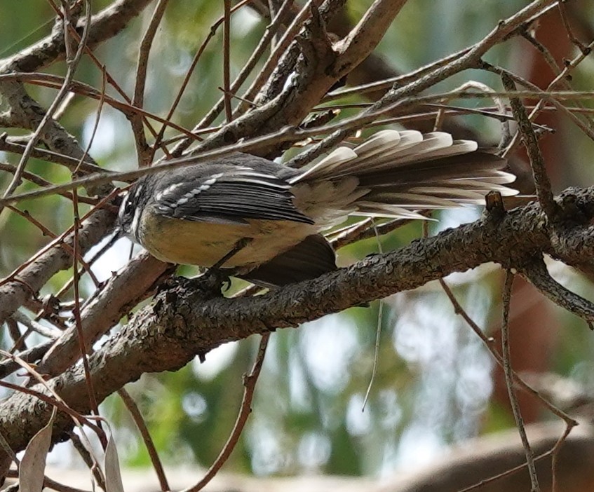 Gray Fantail - ML423662681
