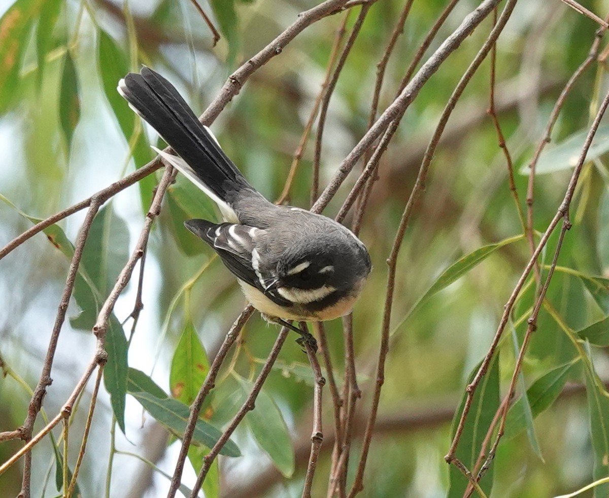 Gray Fantail - ML423662701
