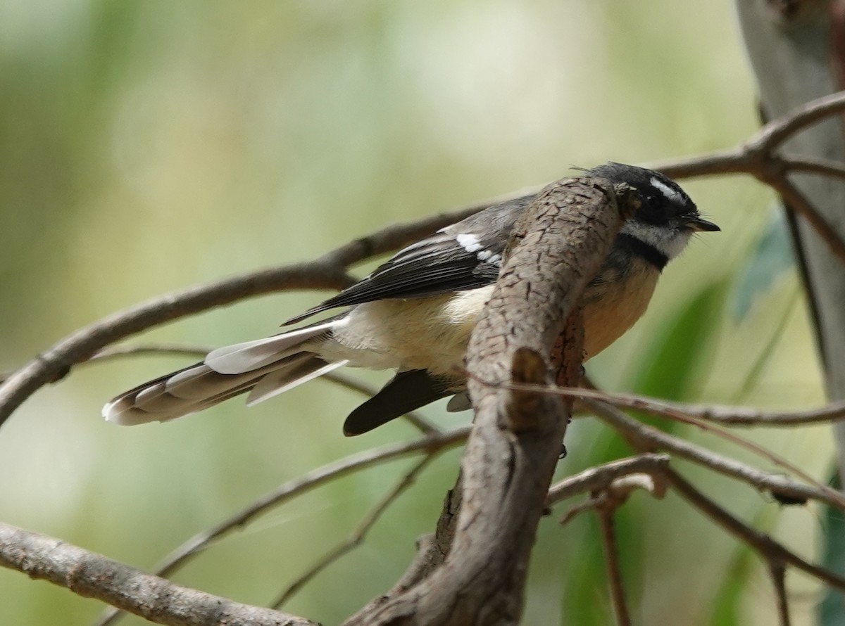 Gray Fantail - ML423662721