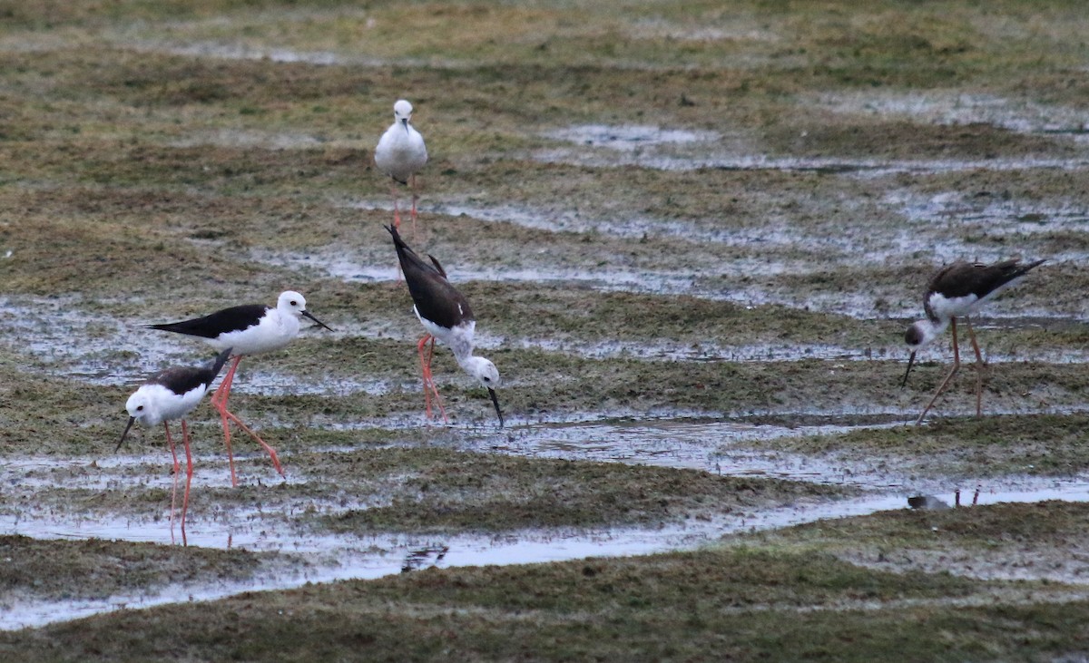 Black-winged Stilt - ML423665511