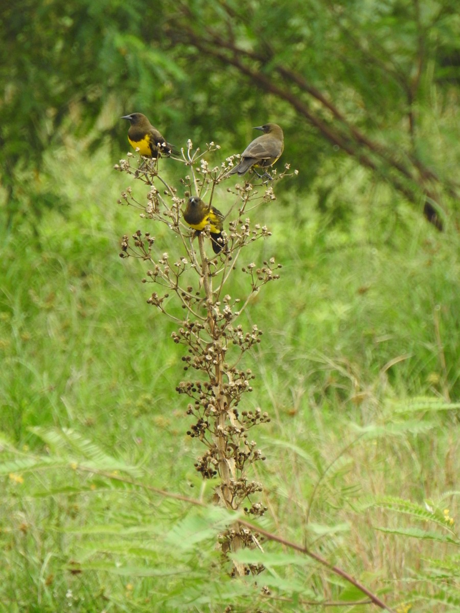 Brown-and-yellow Marshbird - Patricia Alfredo