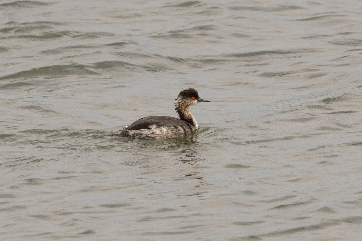 Eared Grebe - ML423667231