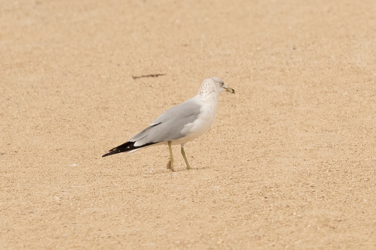 Ring-billed Gull - ML423667521