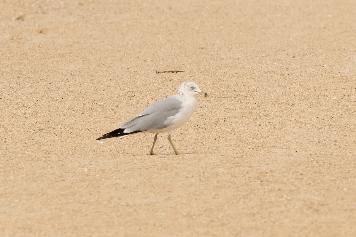 Ring-billed Gull - ML423667581