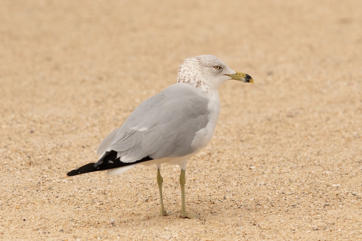 Ring-billed Gull - ML423667721