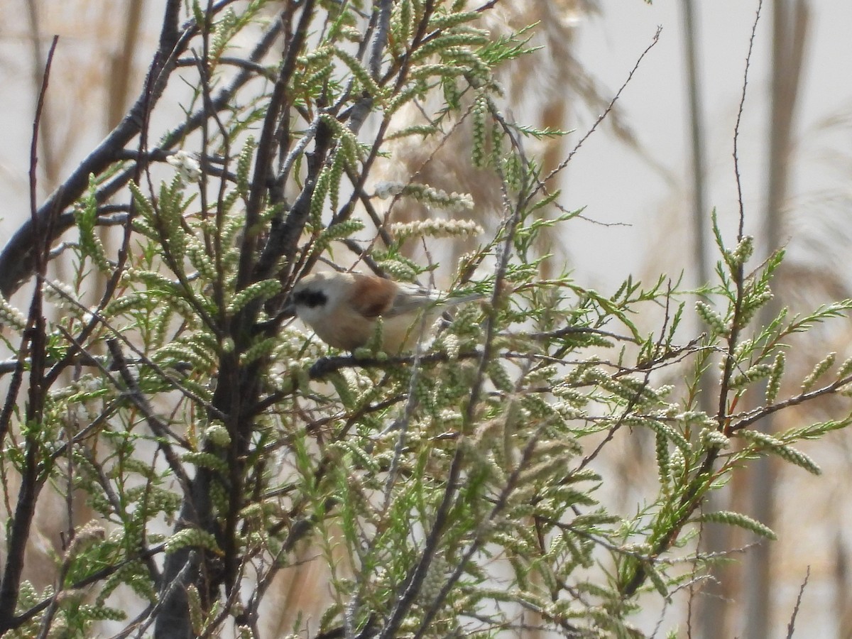 Eurasian Penduline-Tit - ML423669681