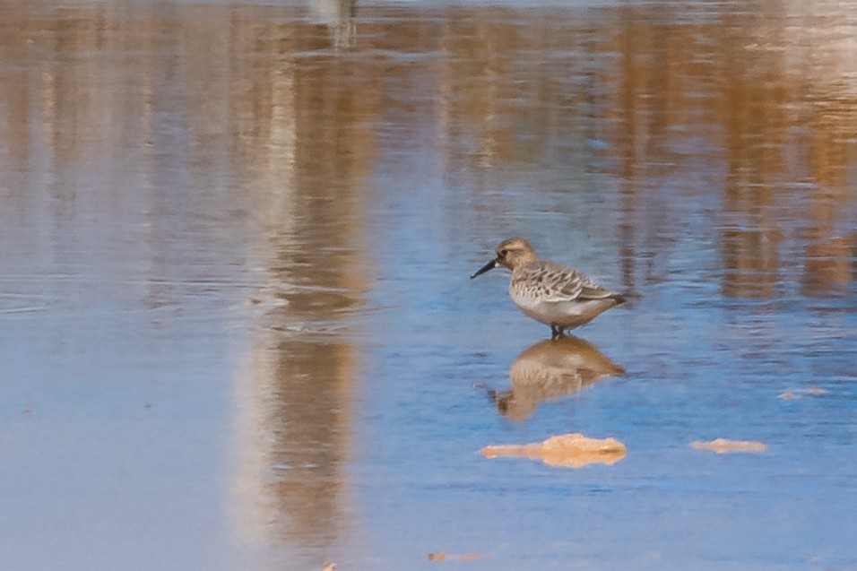 Baird's Sandpiper - ML423669821