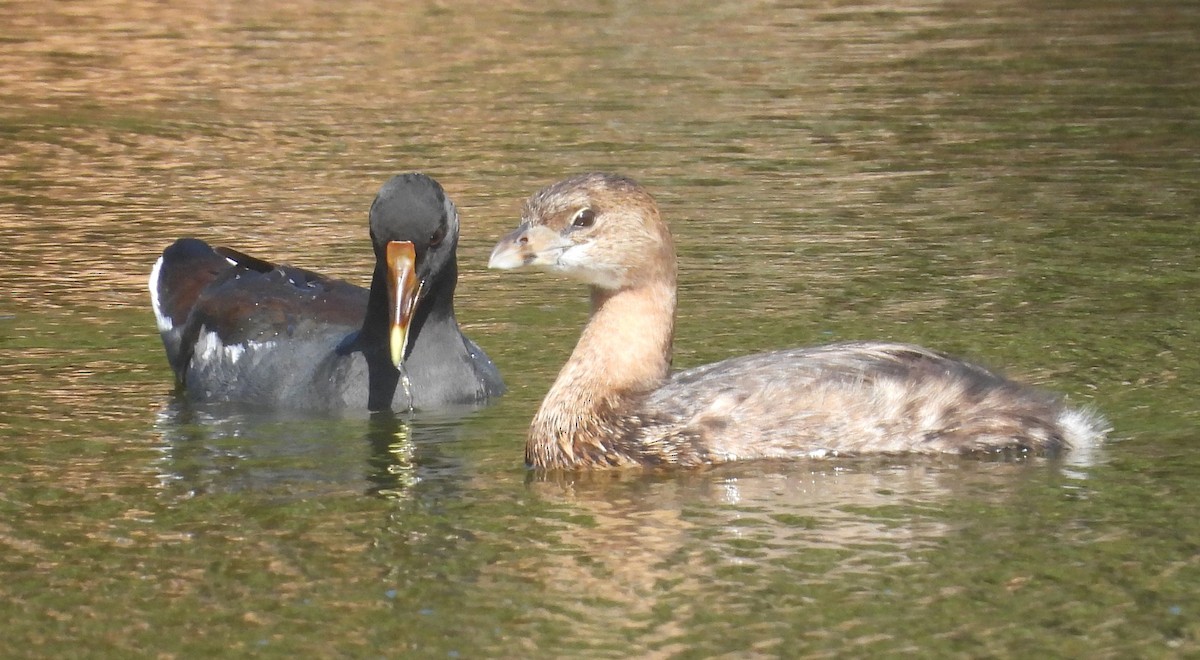 Pied-billed Grebe - ML423670071