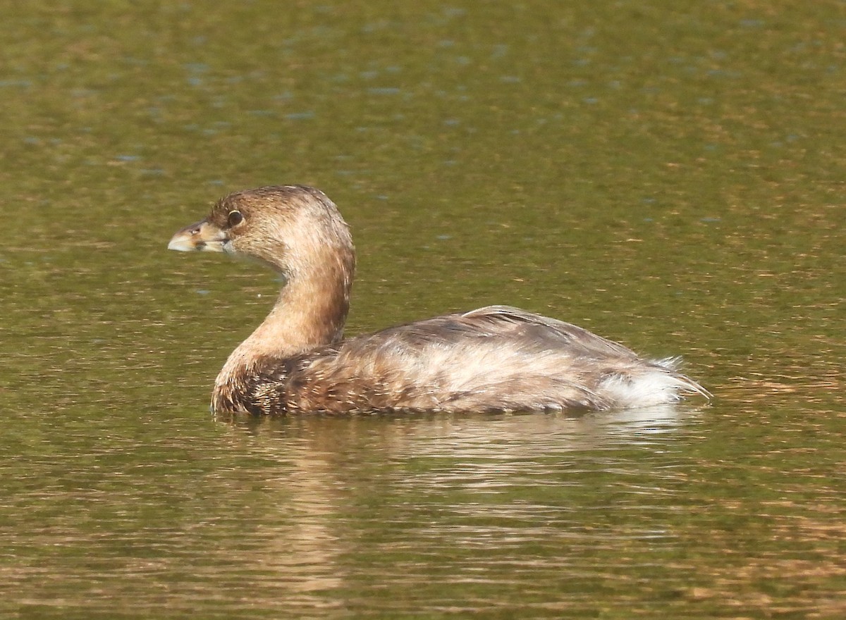 Pied-billed Grebe - ML423670081