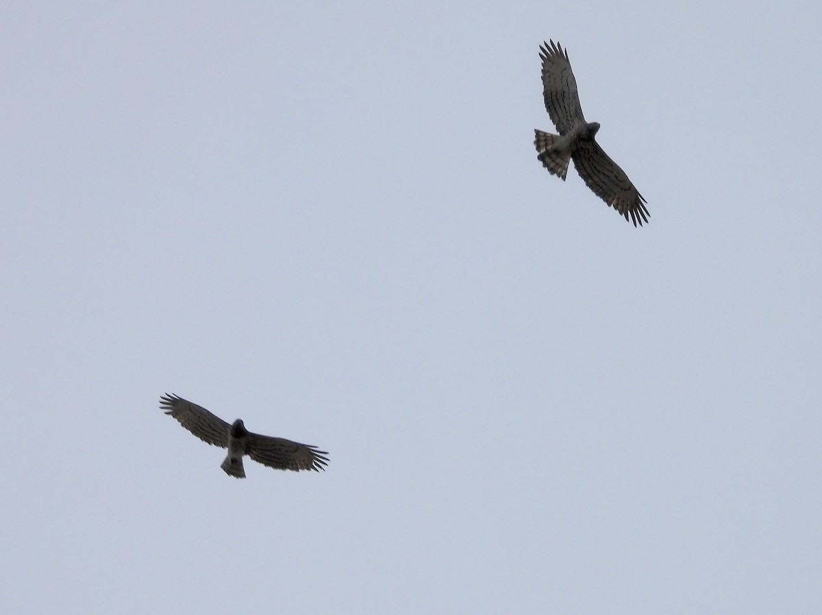 Short-toed Snake-Eagle - Teresa Cohen