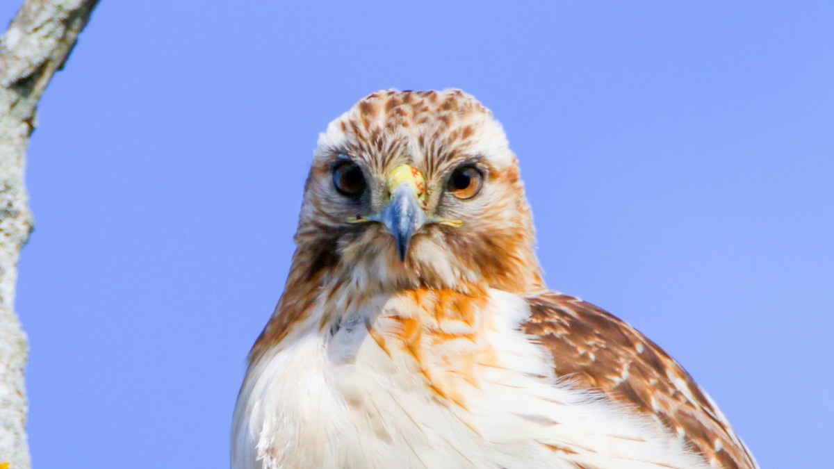 Red-tailed Hawk - Jack McDonald