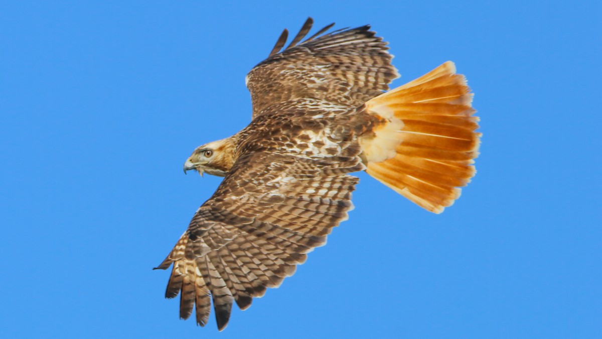 Red-tailed Hawk - Jack McDonald