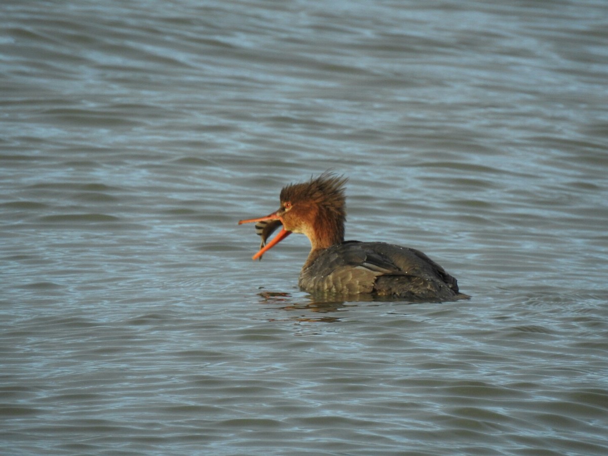 Red-breasted Merganser - ML42367171