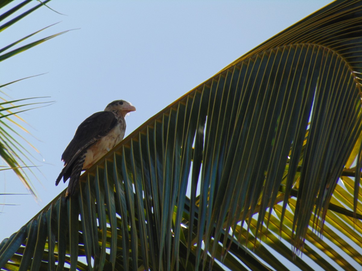 Yellow-headed Caracara - ML423671891