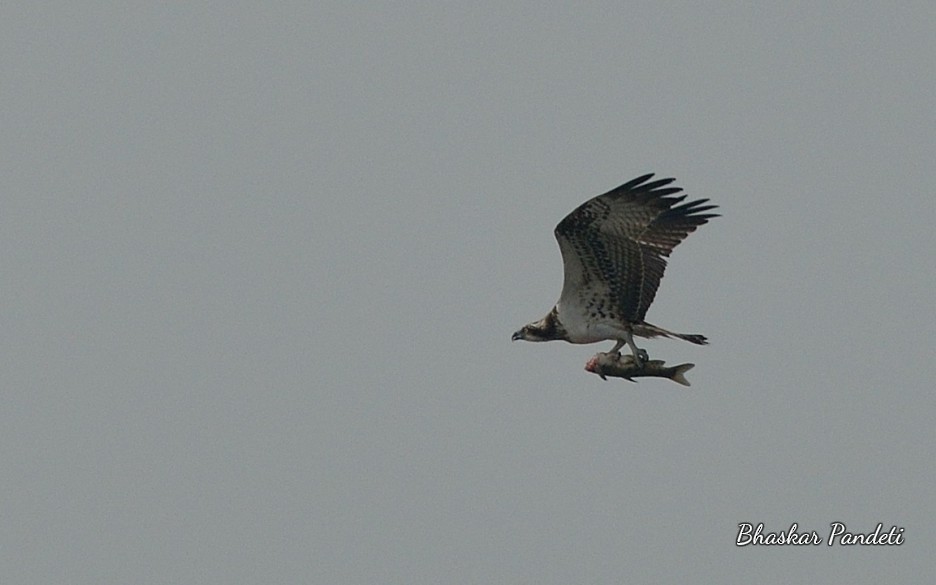 Osprey - Bhaskar pandeti