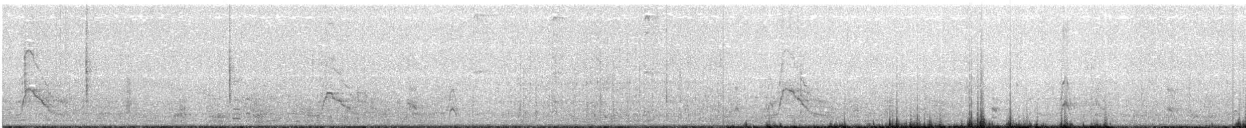 Canard siffleur - ML42367261