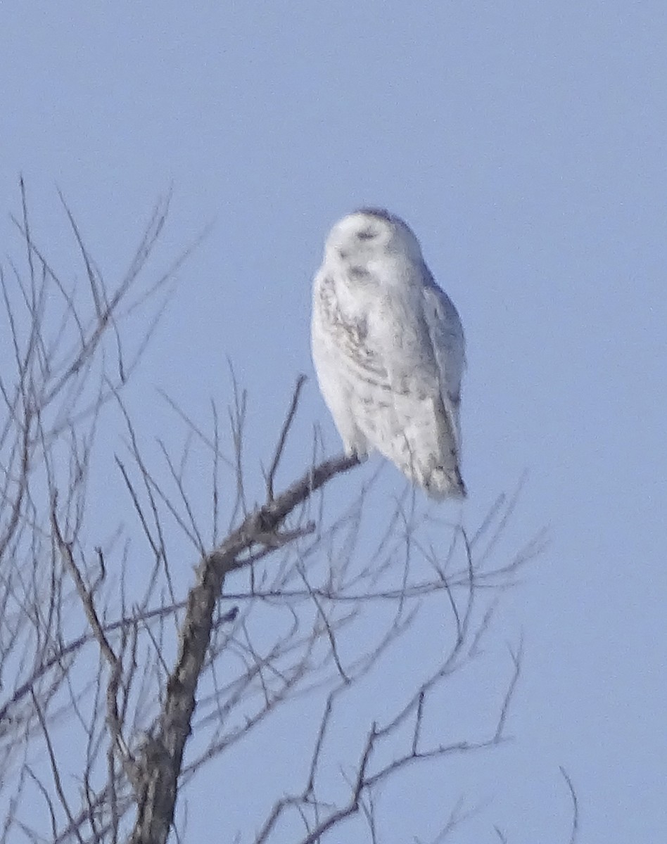 Snowy Owl - ML423672941