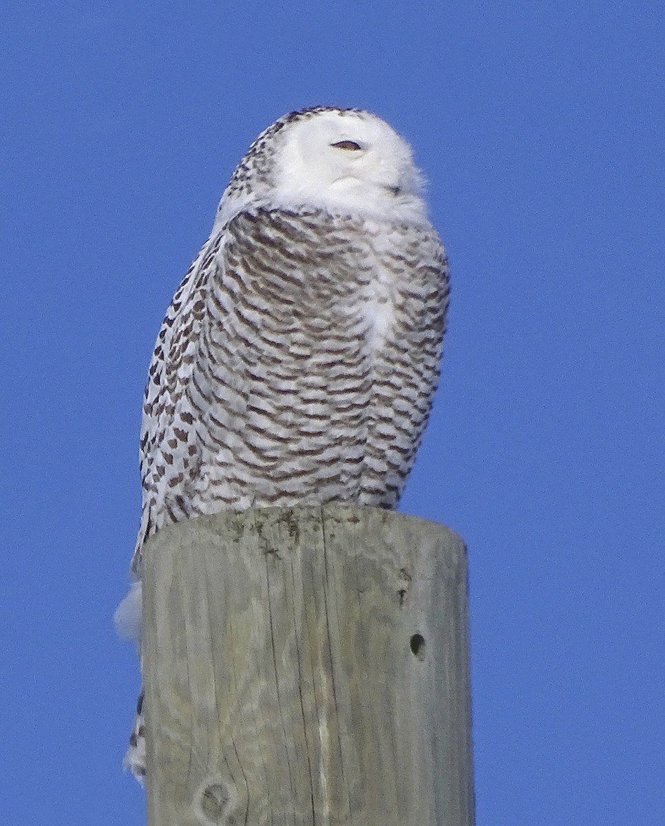 Snowy Owl - ML423672951