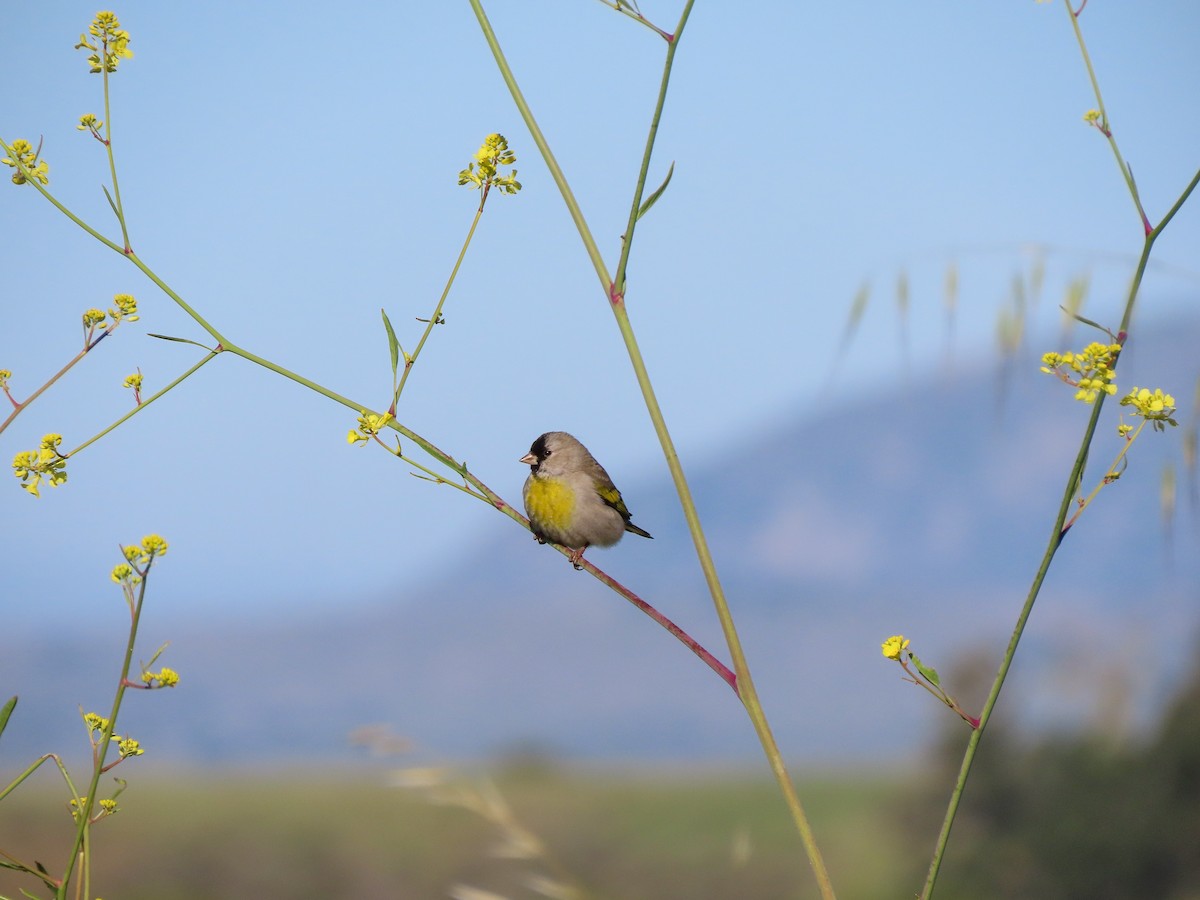 Lawrence's Goldfinch - ML423672981