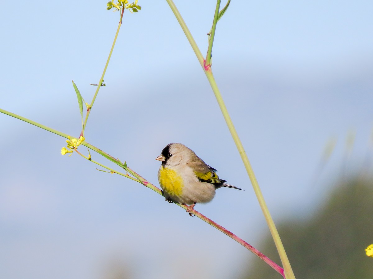 Lawrence's Goldfinch - ML423673001