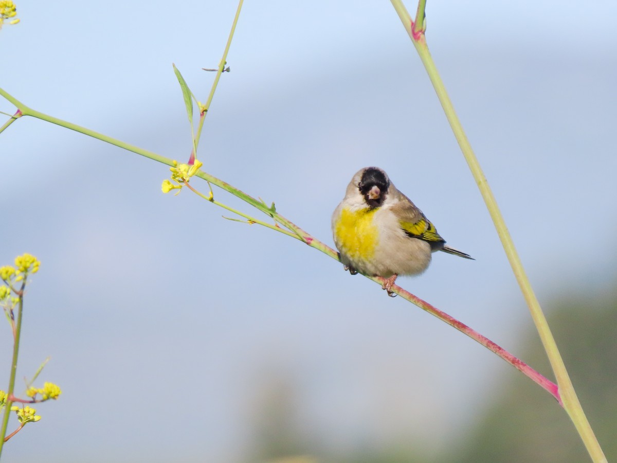 Lawrence's Goldfinch - ML423673011