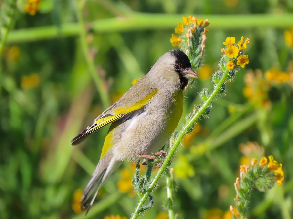 Lawrence's Goldfinch - ML423673021