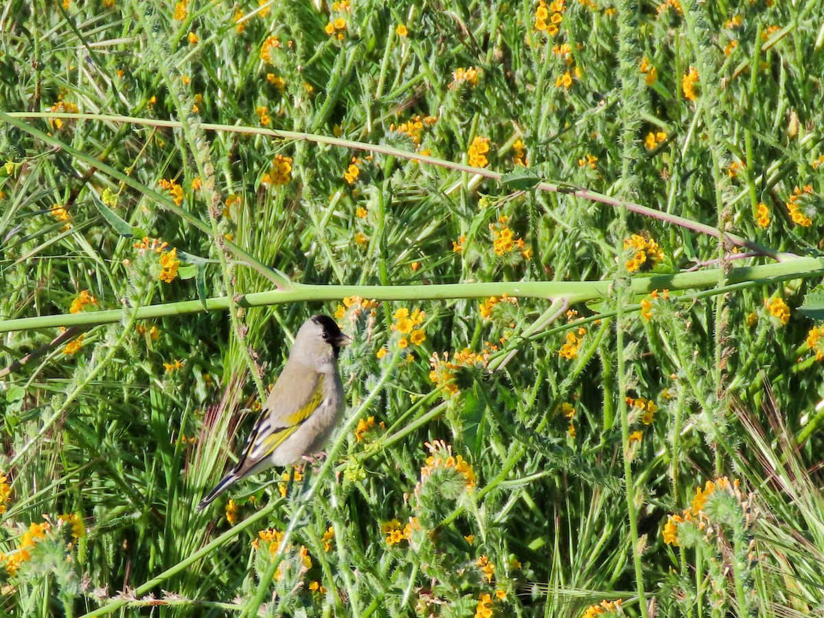 Lawrence's Goldfinch - ML423673031