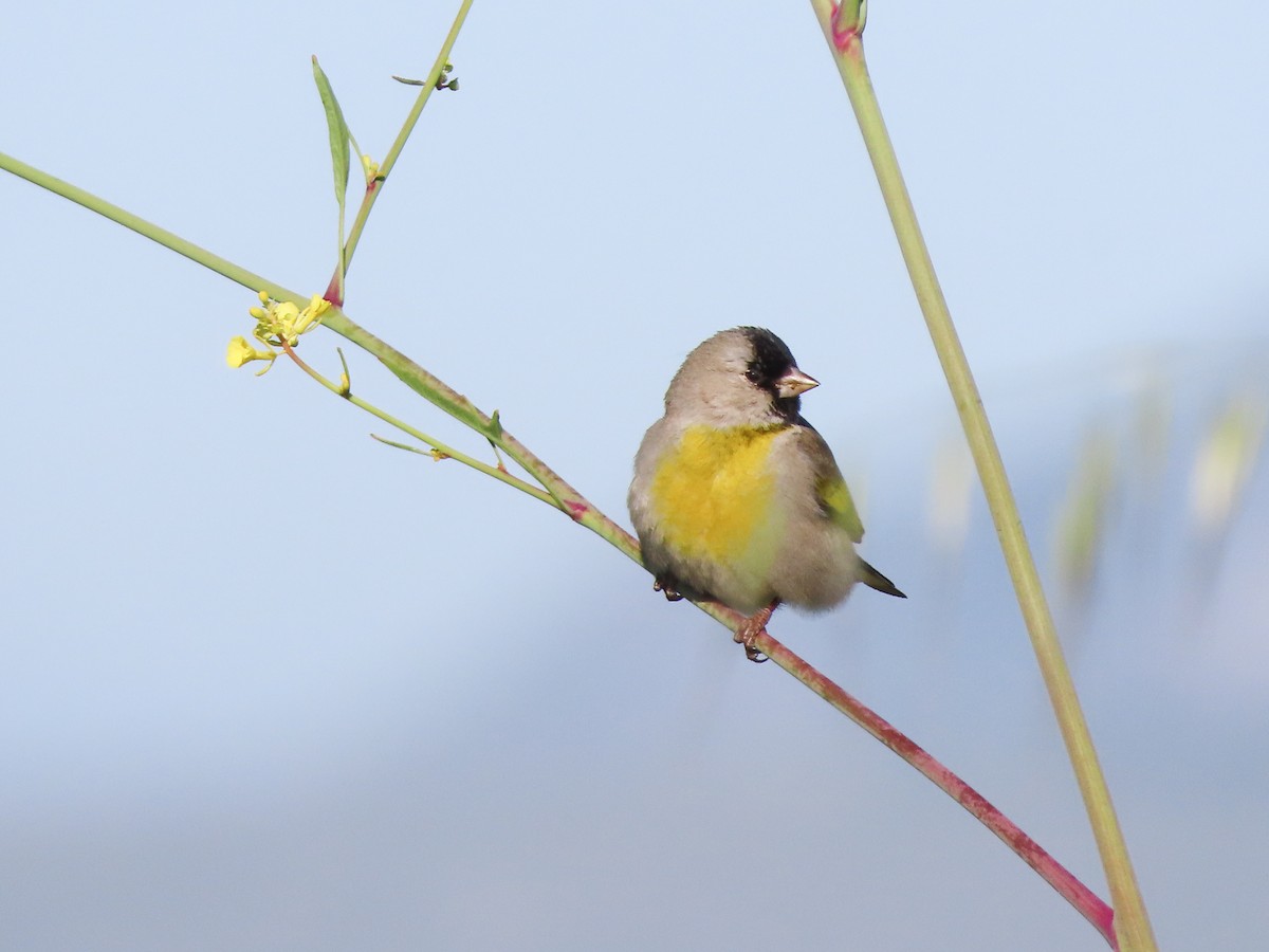 Lawrence's Goldfinch - ML423673041