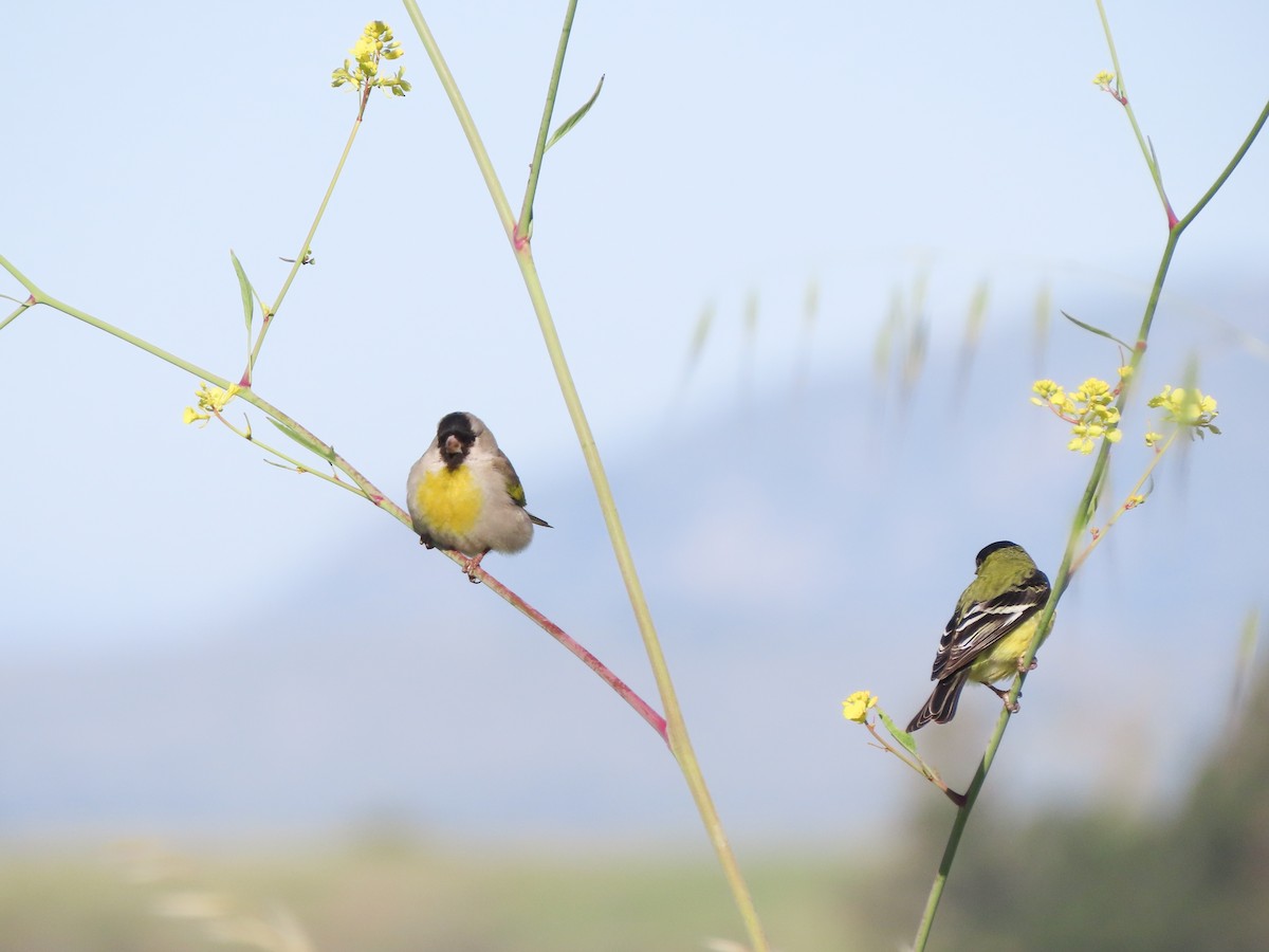Lawrence's Goldfinch - ML423673051
