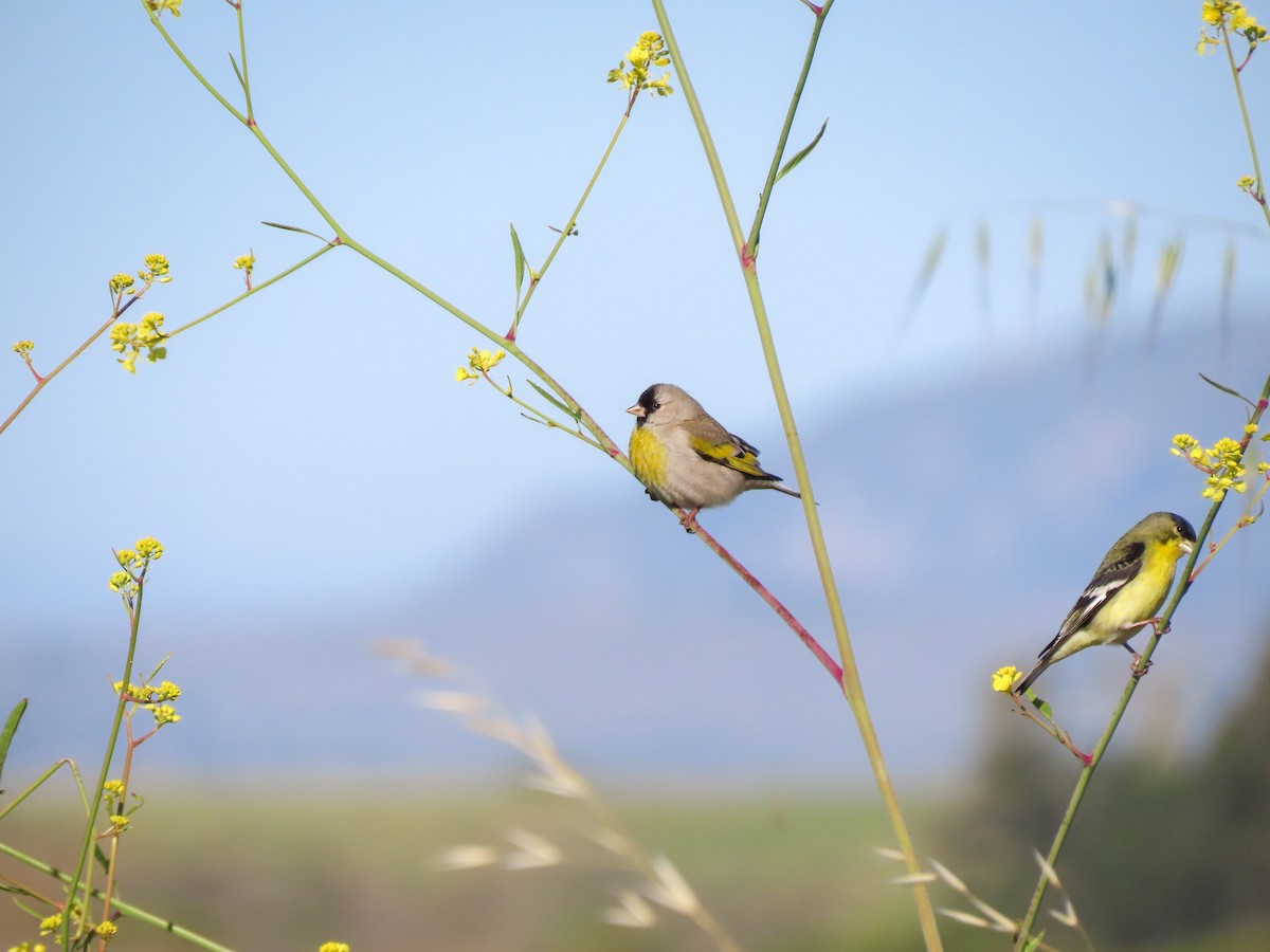 Lawrence's Goldfinch - ML423673091