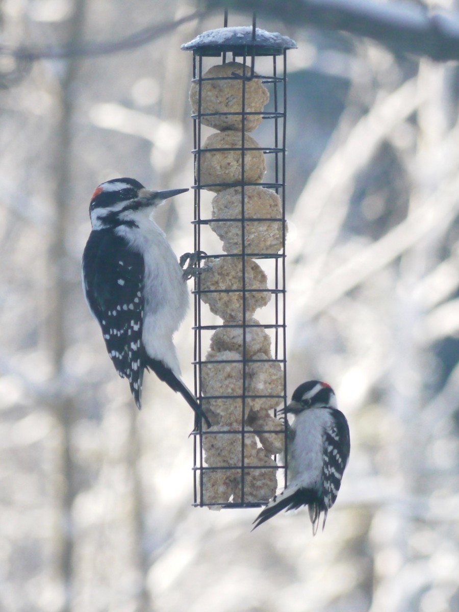 Downy Woodpecker - ML423673701