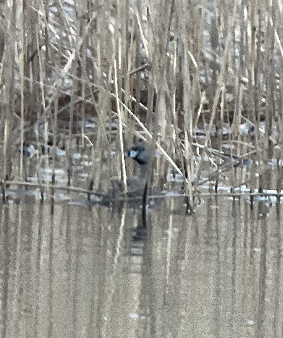 Pied-billed Grebe - ML423674181