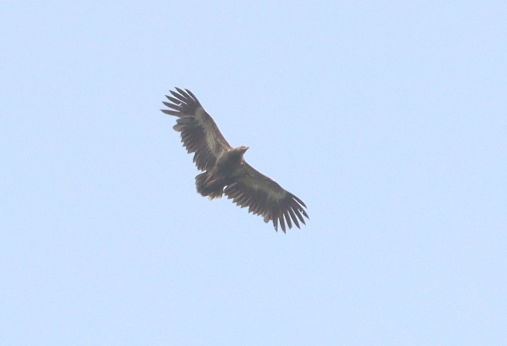 Palm-nut Vulture - ML423678471