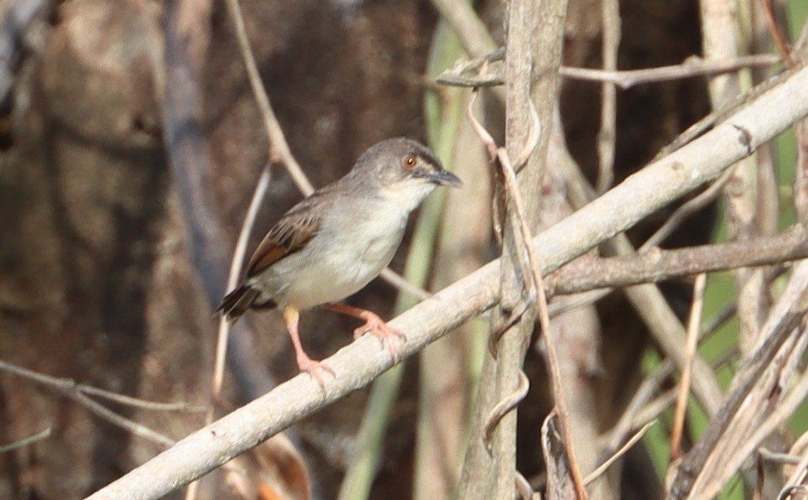 Whistling Cisticola - Marc Languy