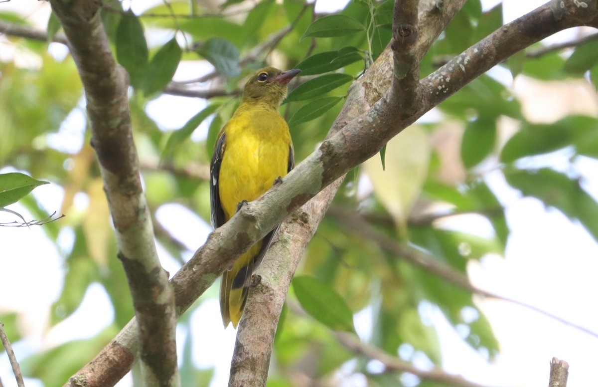 Western Black-headed Oriole - ML423678791