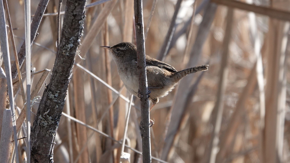 Marsh Wren - Wink Gross