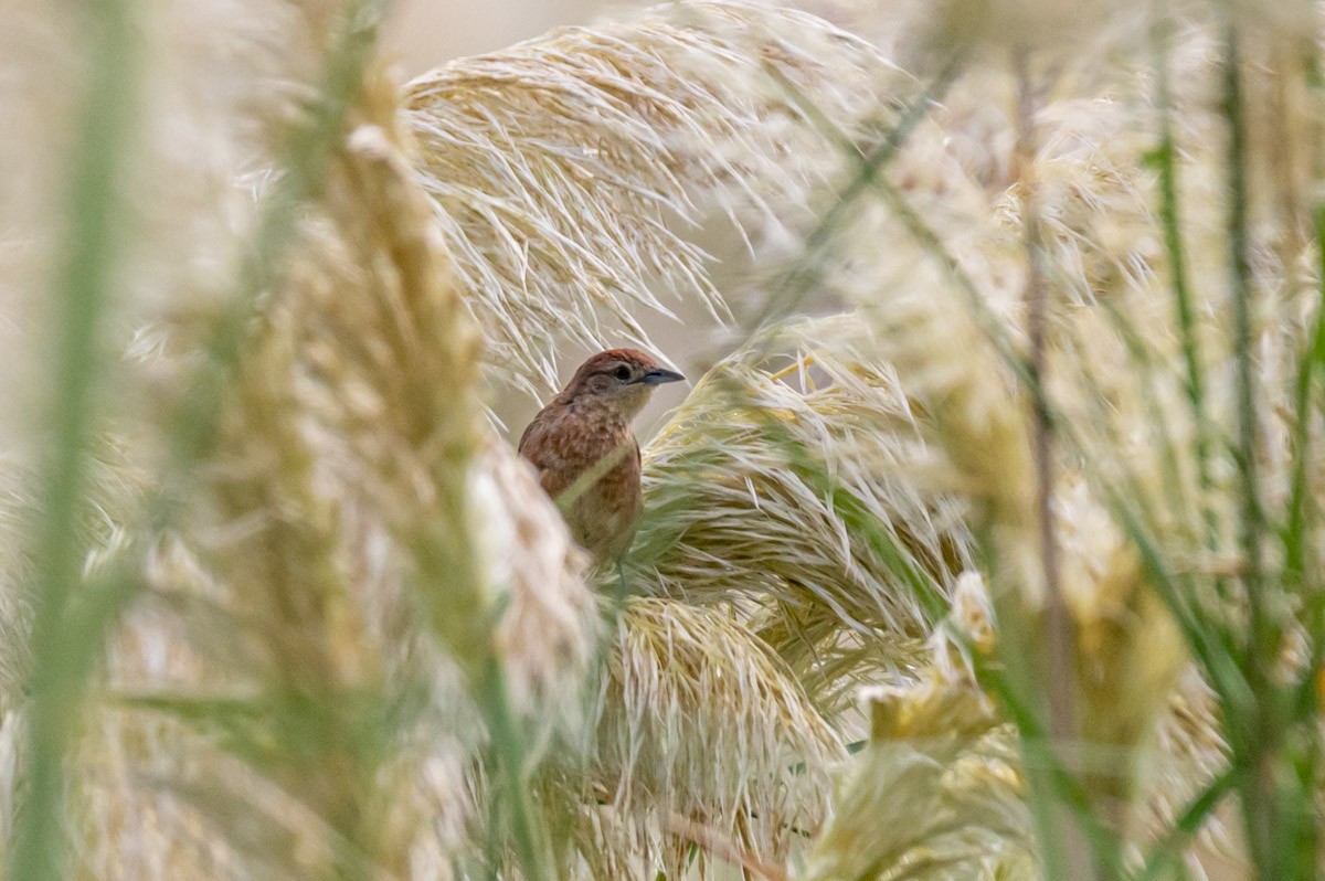 Freckle-breasted Thornbird - ML423681831