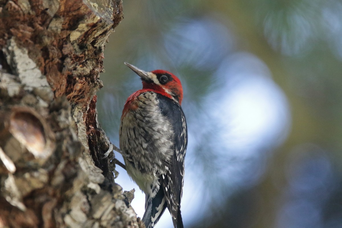 Red-breasted Sapsucker - ML423682381